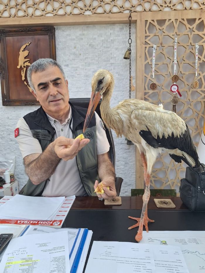 Yangndan Kaan Yaral Leylek Anamurda Koruma Altna Alnd