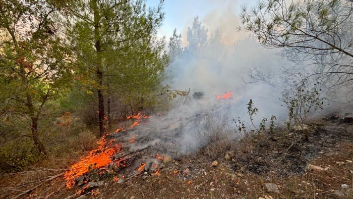 Saraada orman yangn kontrol altna alnd 