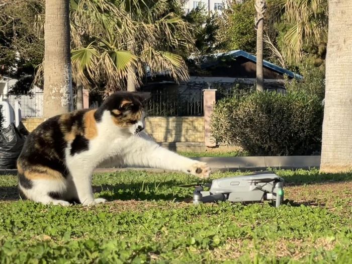 Kedinin dron ile oyunu glmsetti